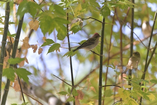 Cassin's Finch