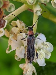 Callimoxys fuscipennis