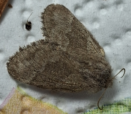 pale eggar