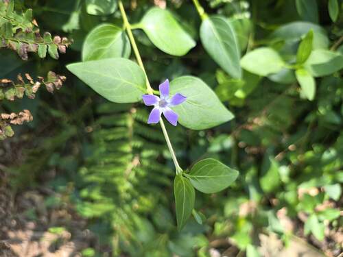 Vinca difformis, photograph 1