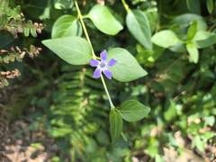 (c) Cesar Ormazabal, some rights reserved (CC BY) Vinca difformis, photograph (c) Cesar Ormazabal, some rights reserved (CC BY)