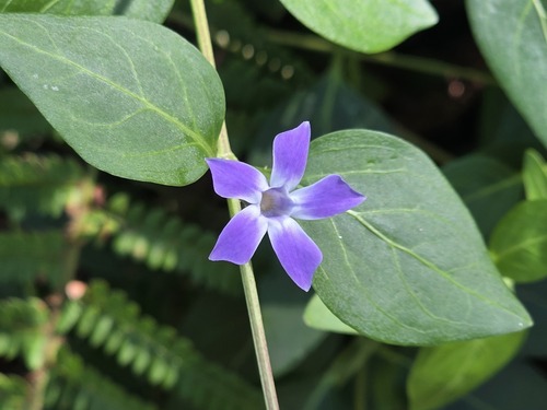 Vinca difformis