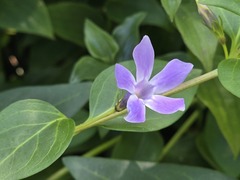(c) Cesar Ormazabal, some rights reserved (CC BY) Vinca difformis, photograph (c) Cesar Ormazabal, some rights reserved (CC BY)