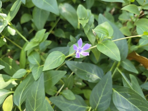 Vinca difformis, photograph 3