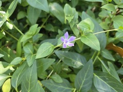 (c) Cesar Ormazabal, some rights reserved (CC BY) Vinca difformis, photograph (c) Cesar Ormazabal, some rights reserved (CC BY)