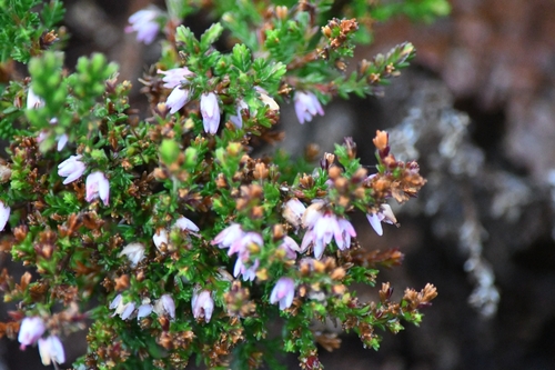 common heather