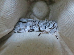 Sympistis chionanthi