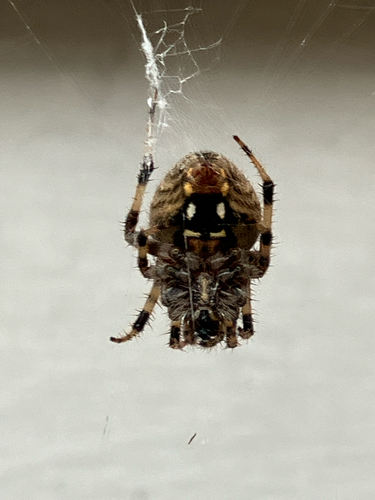 Spotted Orbweaver