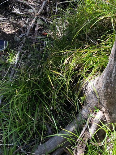 Carex dissita observed 2026-09-20