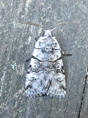 Sympistis chionanthi