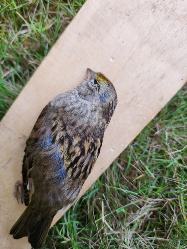 Golden-crowned Sparrow