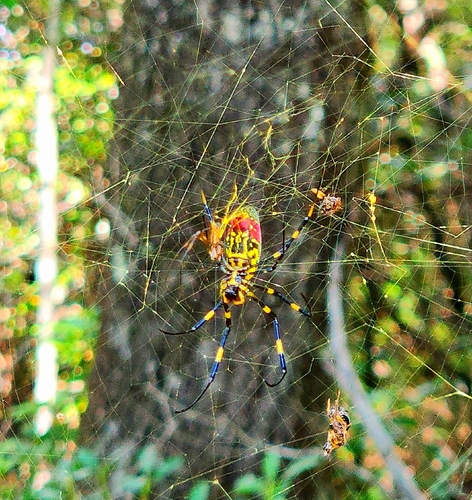 Joro Spider
