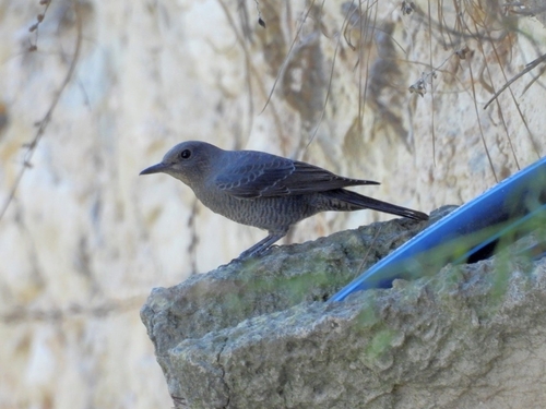 Blue Rock-Thrush