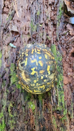 Eastern Box Turtle