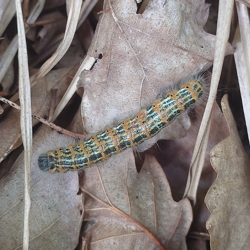 Buff-tip