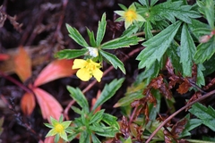 Potentilla erecta, photograph (c) EstebanMH, some rights reserved (CC BY)