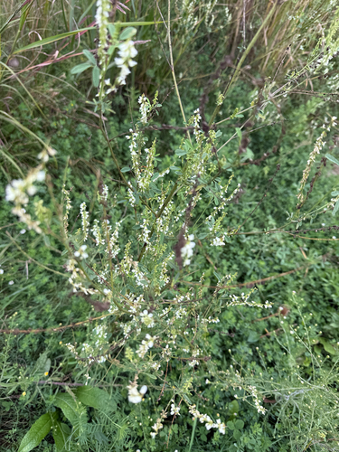 White Sweetclover