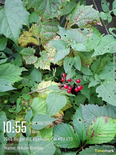 bittersweet nightshade