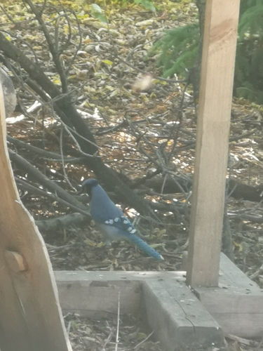 Blue Jay