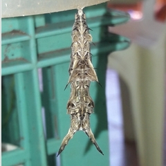 Heliconius erato phyllis