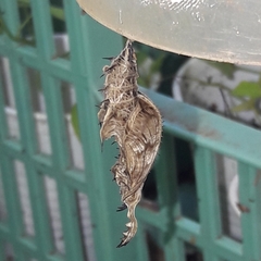 Heliconius erato phyllis