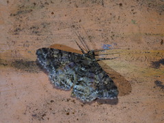 Alcis taiwanovariegata