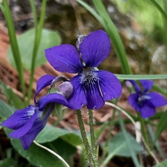Viola fimbriatula