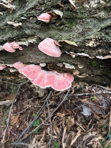 Coral-pink Merulius