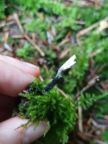 Candlesnuff Fungus