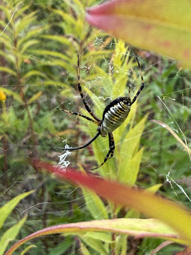 Banded Garden Spider