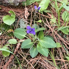 Viola fimbriatula
