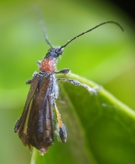 Callimoxys fuscipennis