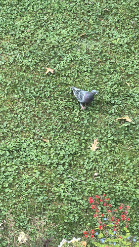 Feral Pigeon