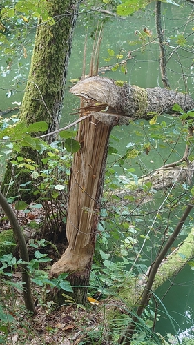 Eurasian Beaver