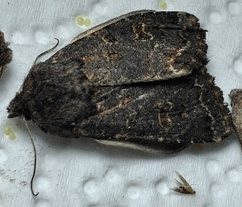Hedge Rustic