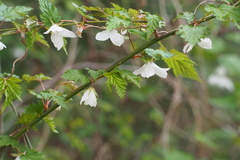 Rubus palmatus