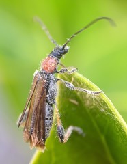 Callimoxys fuscipennis