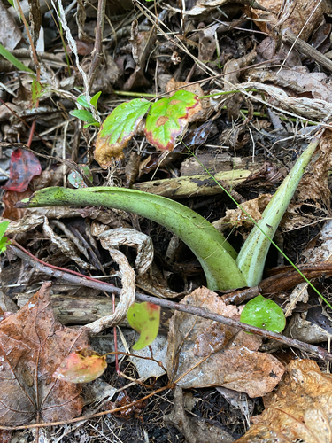 Eastern Skunk Cabbage