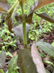 Triosteum