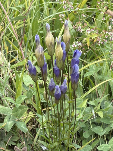 greater fringed gentian