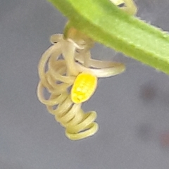 Heliconius erato phyllis