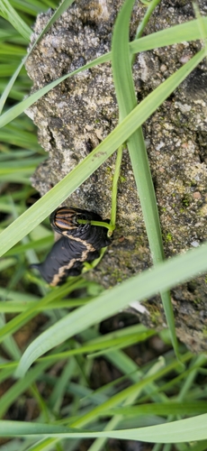 Convolvulus Hawkmoth