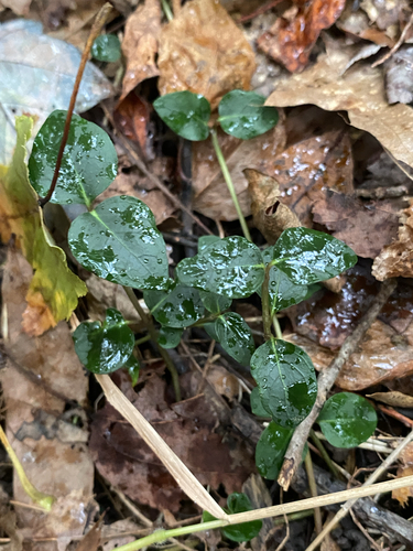 partridgeberry