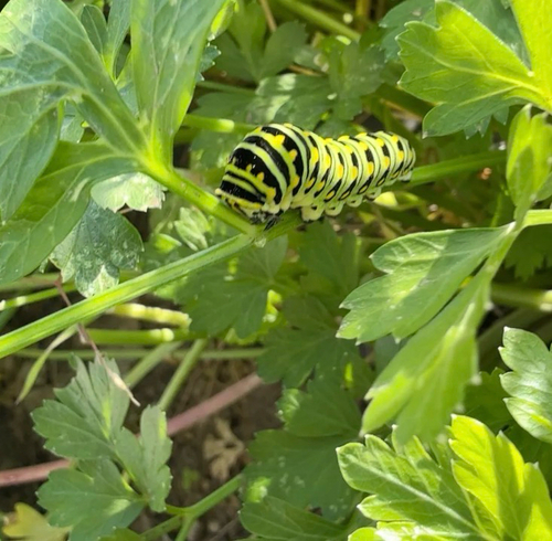 Eastern Black Swallowtail