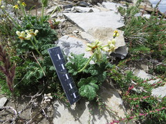 Blumenbachia prietea