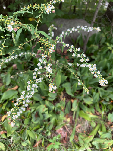 Symphyotrichum lateriflorum, photograph 3