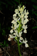 Orchis provincialis