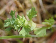 Alchemilla occidentalis
