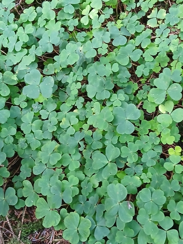 European wood-sorrel
