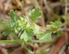 Alchemilla occidentalis